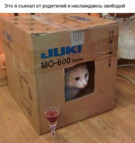 Мохнатые беспредельщики