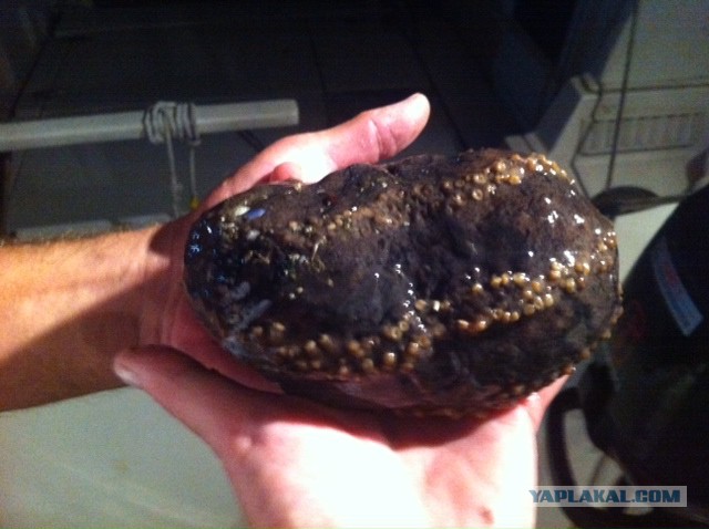 Кальмары (Three Cup Squid)