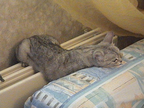 Первый ноябрьский котовторник!