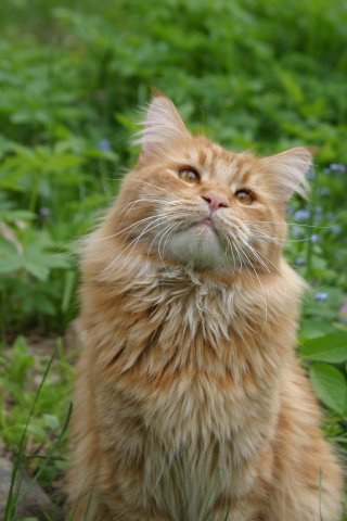 Котомет на вторник - супер подборка котов! (22.01)