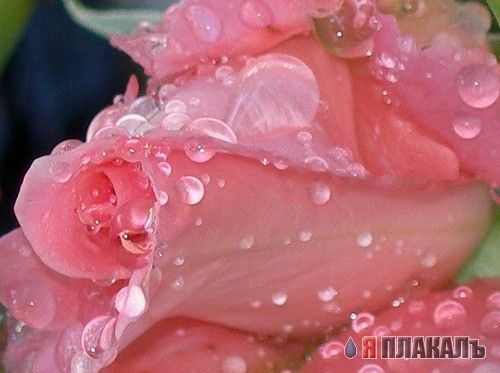 Скоро весна! ЦВЕТЫ