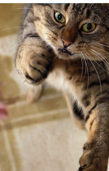 Коты и Кошки