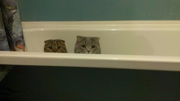 Коты и Кошки