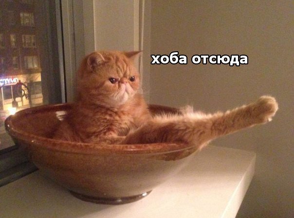 20 шикарных фотографий, в которых вся суть котов