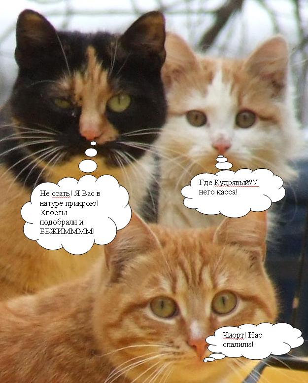 Котовторник так котовторник!