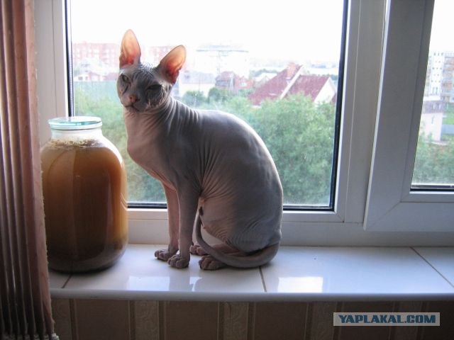Котовторник 22.05.2012