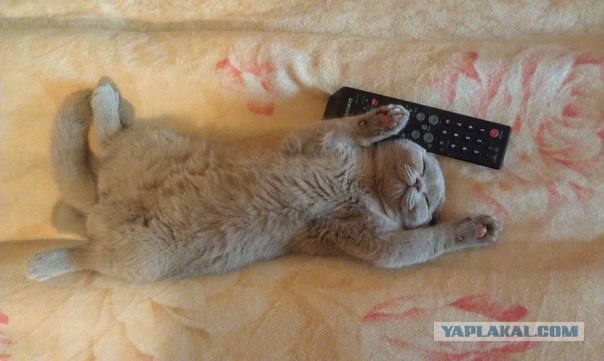 Котовторник 07.08.2012