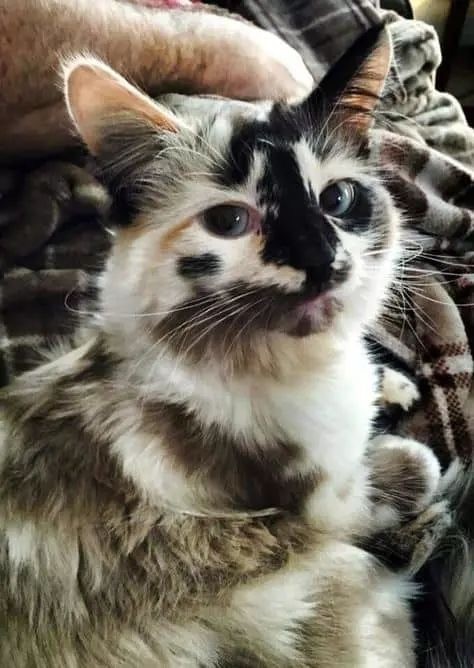 Котовторник