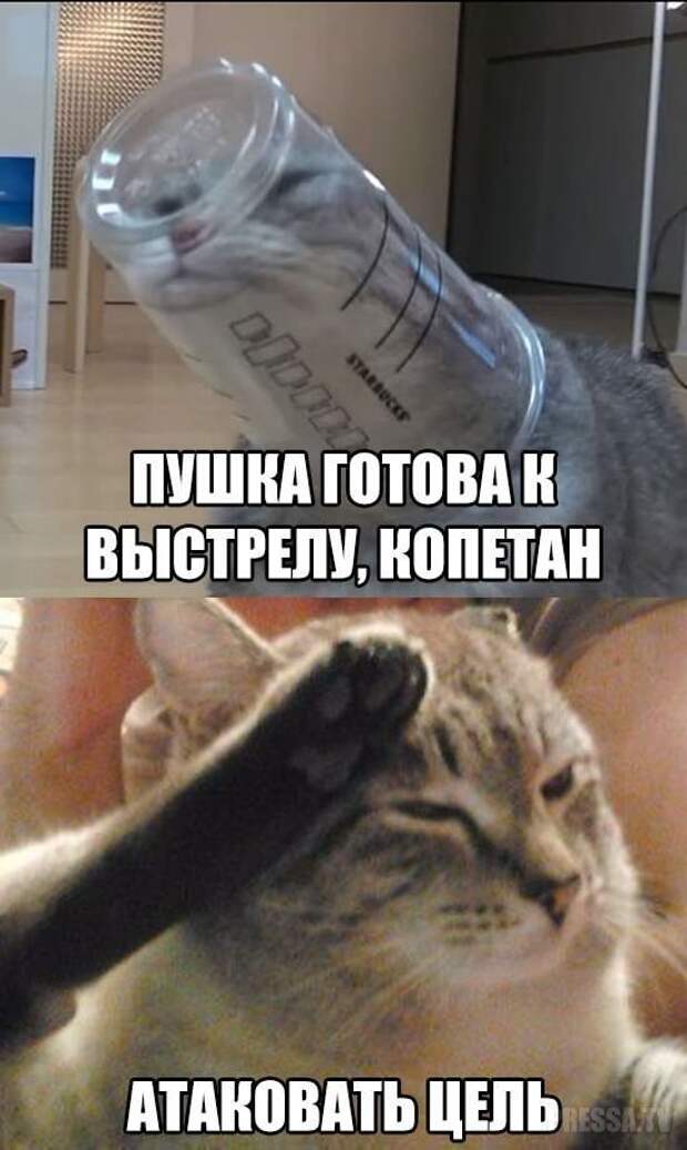 Кот Отдает Честь Мем