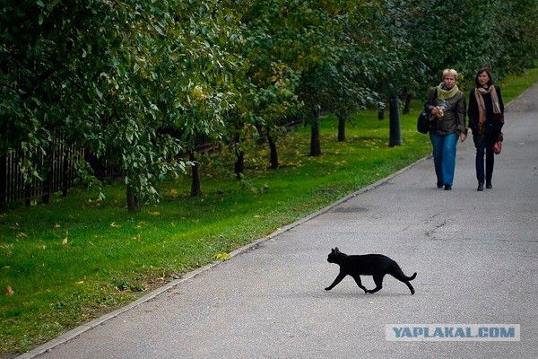 Трамвай в Воронеже*⁠⁠