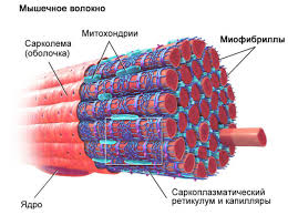 Министр спорта РФ