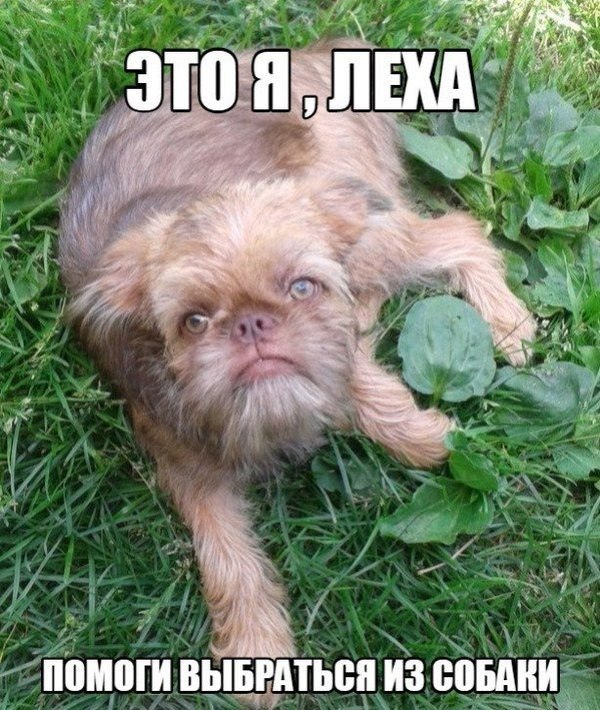 Картинки из Дристоля - 4