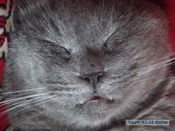 Котовторник 04.03.2014