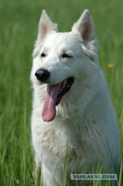 Мой малый друг Мухтар