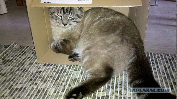 Ловушка для кошек