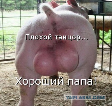 Прикольные картинки из интернета