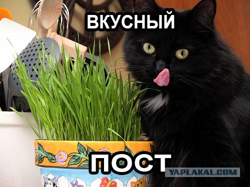 Славной Юкки пост.
