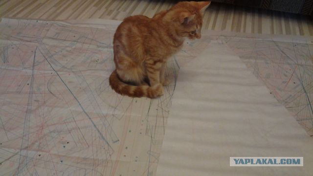 Котовторник