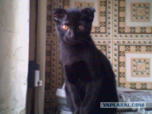 Котовторник