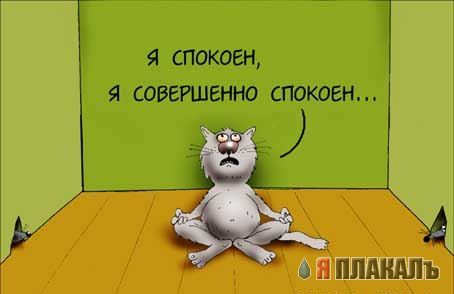 Коты, кошки, котята
