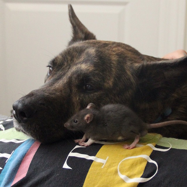 Пёс и Крыс - Неразлучные Друзья
