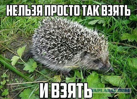 Порция картинок из сети