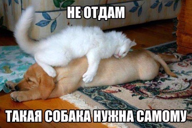 Самые смешные животные