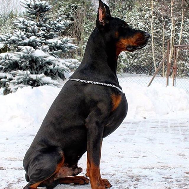 Самые смешные животные