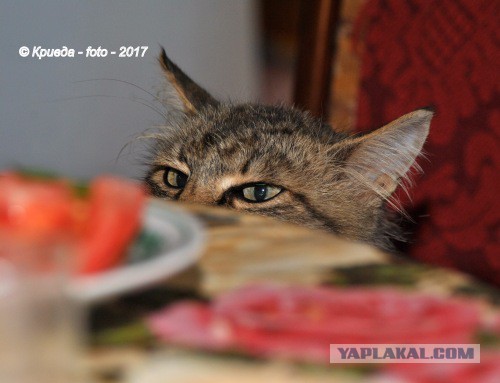 Котовторник 14.03.2017