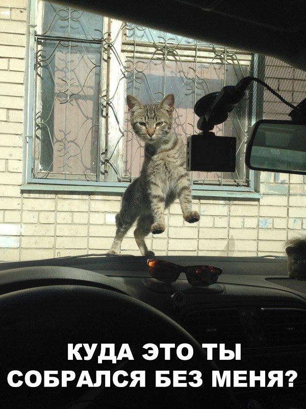 Коты и Кошки