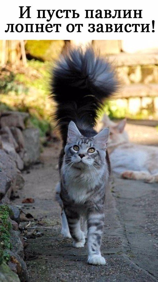 Коты и Кошки