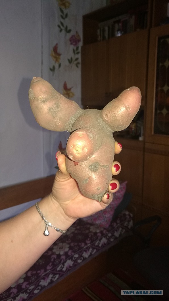 Просто помидорка