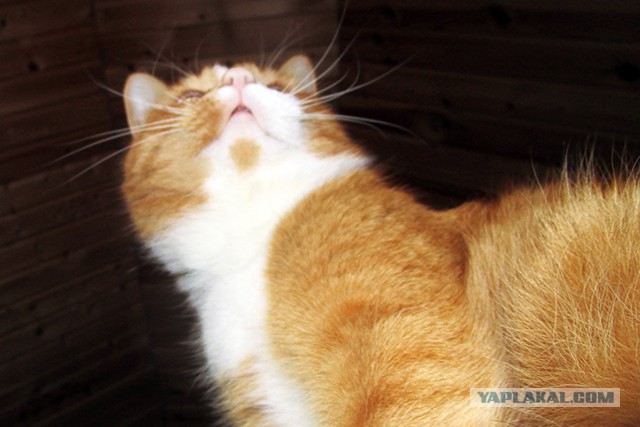 Котовторник 12.12.2017