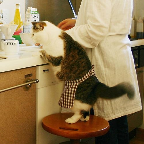 Коты и Кошки