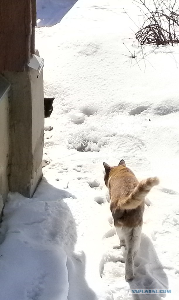 А не открыть бы нам котовторник 03.04.2018