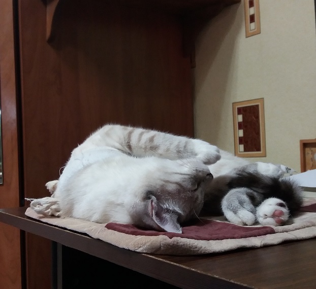 Котовторник