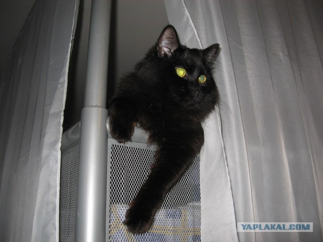 Котовторник  на  ЯПлакалъ