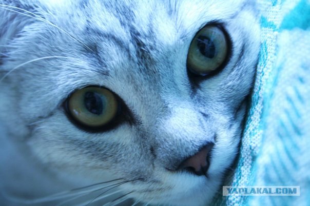 Котовторник 27 июля: лучше сидеть лежа!