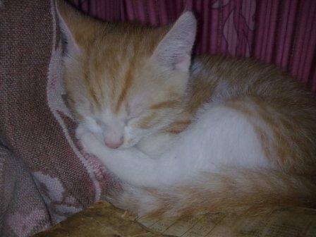 Как же можно про котовторник забыть?!