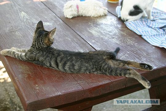 Кошачий март