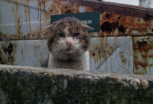 Кот - хипстер