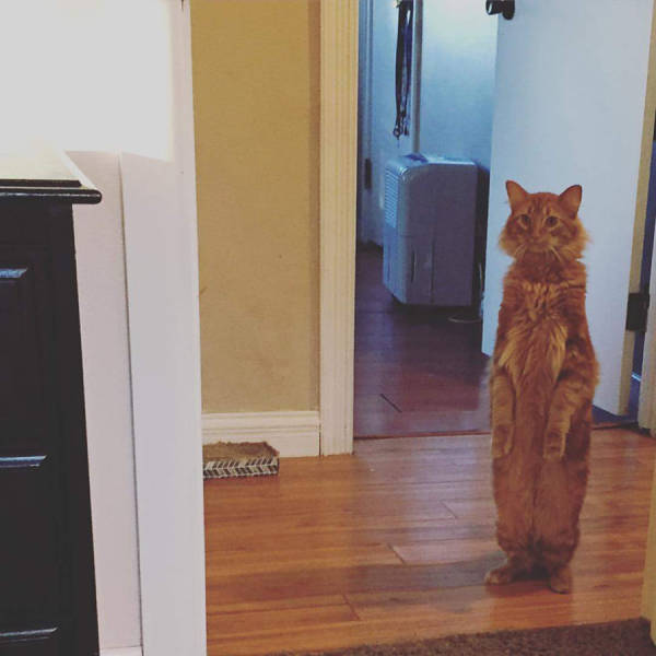 Прикольных котов пост