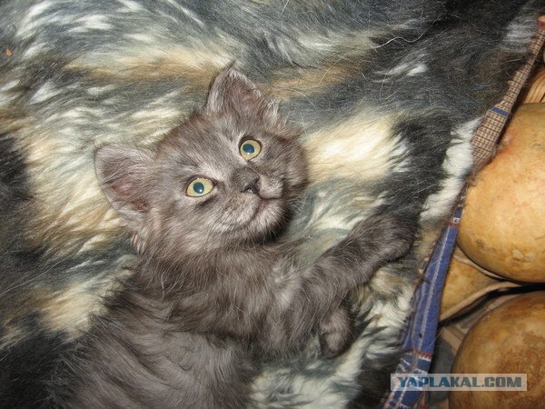 Состоятельный котовторник