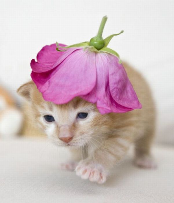 Котовторник: Кошки и ягнёнок