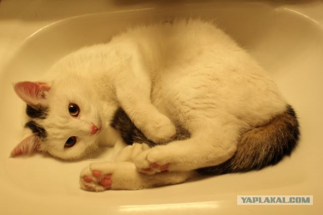 Сонный Котовторник