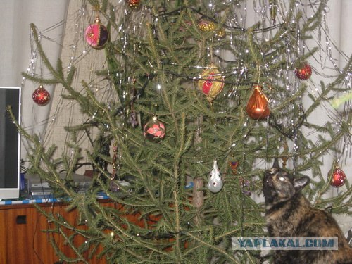 Котовторник 27.12.11