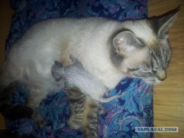 Котовторник 22.05.2012