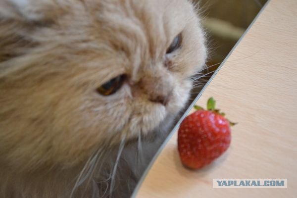 Котовторник 24.07.2012
