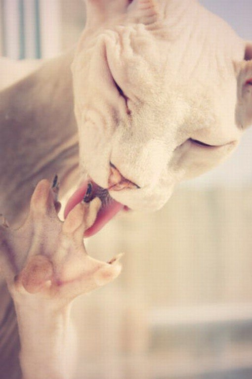 Котовторник! начнем? 04.06.19