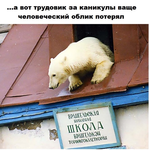 Медведь - страшная сила